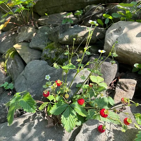 Villa Dom Na Wzgorzu