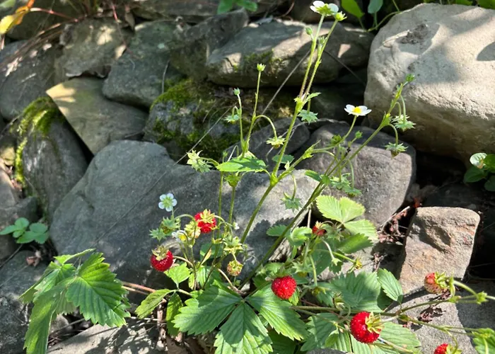 Villa Dom Na Wzgórzu